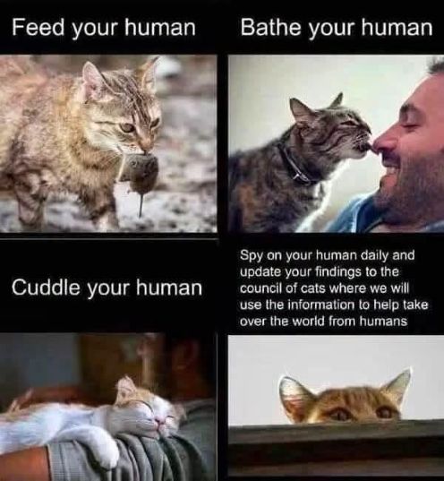 cats human d sensing.jpg
